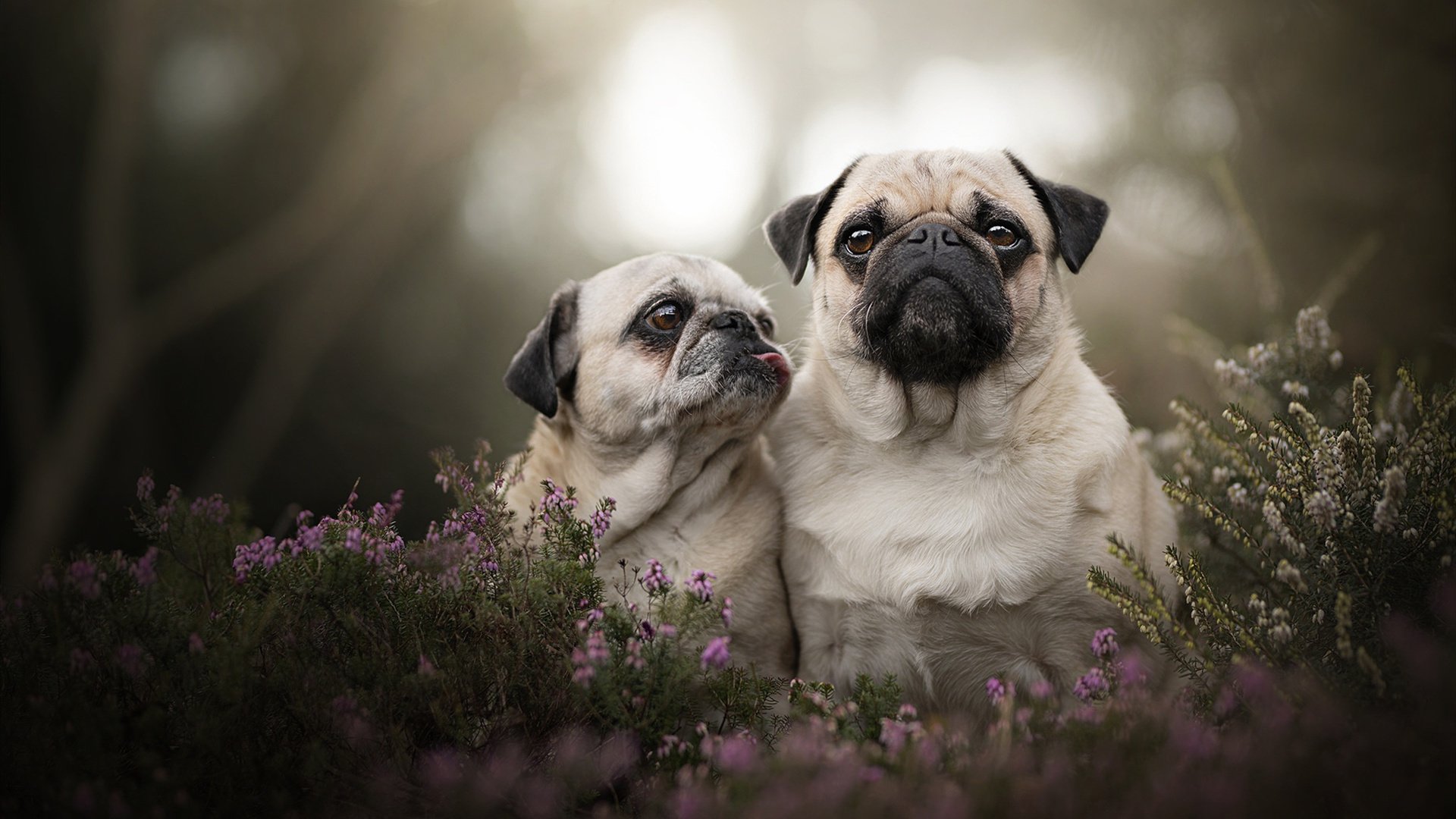 “球迷热血沸腾：现场氛围燃爆全场的比赛一览”，描述球赛热血沸腾的诗句