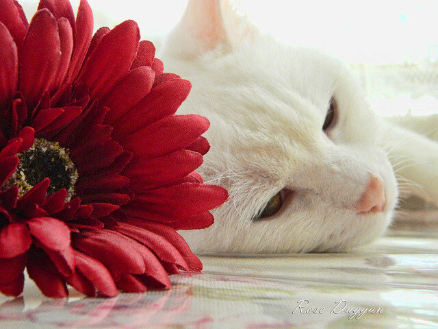 开云电竞-动物与人类体操：动物元素的运动趣味，动物体操儿歌视频大全